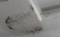梅雨季湿气霸屏?大王椰耐潮石膏板为你除湿护家