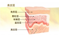 菠萝斑马Q弹空气纤维弹簧床垫发布:由内到外,透气舒爽