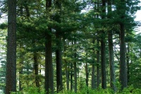 吉林森工集团被破产重整 资不抵债已无法清偿债务