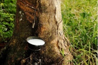 乳胶床垫怎么挑，CatzZ瞌睡猫给你来支招