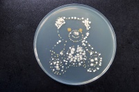 深圳家庭健康“宝”典，致敏主因并非尘螨本身