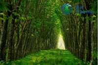 新机遇！绿河集团征询至泰国投资战略伙伴