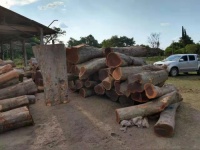 阿根廷紫檀：小叶紫檀的最佳替代材