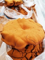 红豆杉林下仿野生种植,揭秘济佰川灵芝种植基地