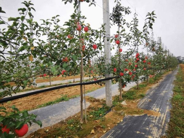 农业强基，联塑节水灌溉解决方案助力产业升级