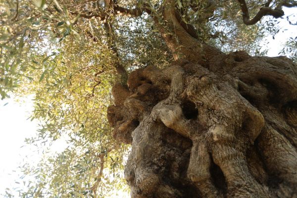 Puglia_6
